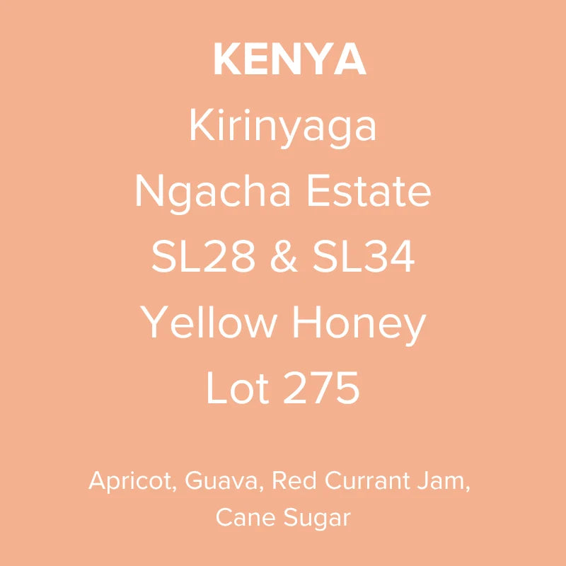 Kenya Kirinyaga Ngacha Estate SL28 & SL34 Yellow Honey Lot 275