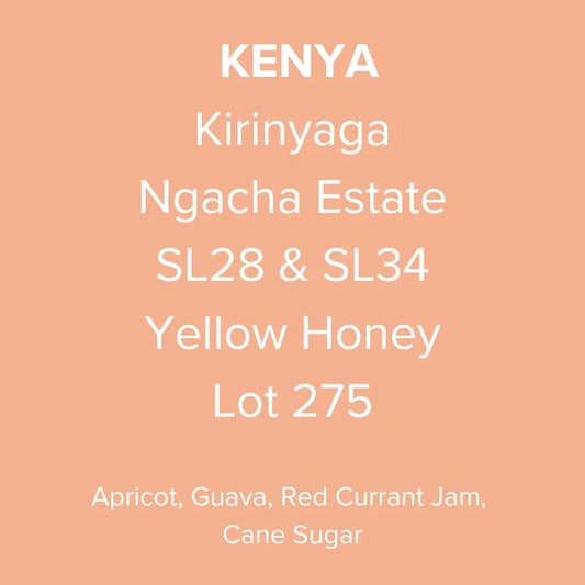 Kenya Kirinyaga Ngacha Estate SL28 & SL34 Yellow Honey Lot 275